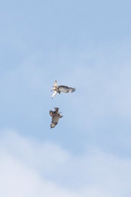 Buizerd - Common Buzzard -  Buteo buteo 