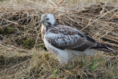 Buizerd - Common Buzzard -  Buteo buteo 