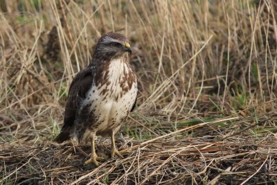 Buizerd - Common Buzzard -  Buteo buteo 