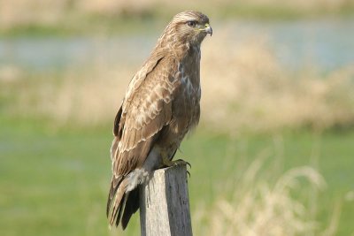 Buizerd - Common Buzzard -  Buteo buteo 
