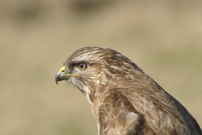 Buizerd - Common Buzzard -  Buteo buteo 