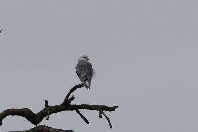 Grijze wouw - Black-winged kite - Elanus caeruleus