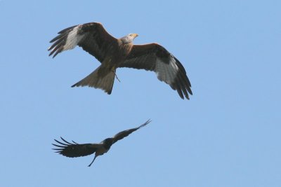Rode wouw - Kite - Milvus milvus 