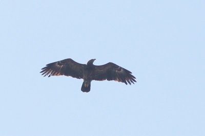 Schreeuwarend - Lesser spotted eagle - Aquila pomarina