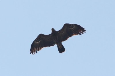 Schreeuwarend - Lesser spotted eagle - Aquila pomarina