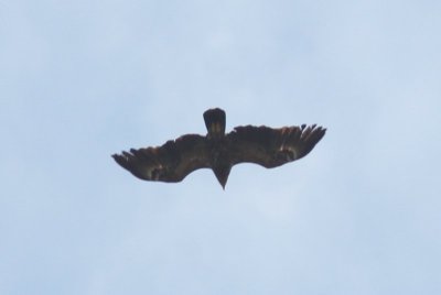 Schreeuwarend - Lesser spotted eagle - Aquila pomarina