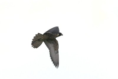 Slechtvalk - Peregrine falcon - Falco perregrinus 