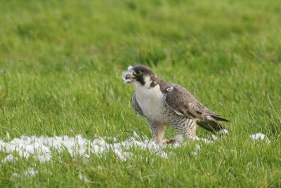 Slechtvalk - Peregrine falcon - Falco perregrinus 