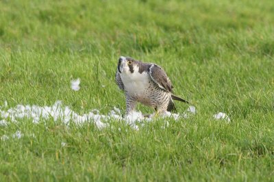 Slechtvalk - Peregrine falcon - Falco perregrinus 