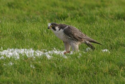 Slechtvalk - Peregrine falcon - Falco perregrinus 