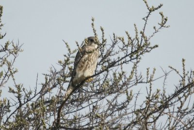 Smelleke - Merlin - Falco columbaeius