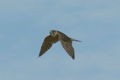 Smelleke - Merlin - Falco columbaeius