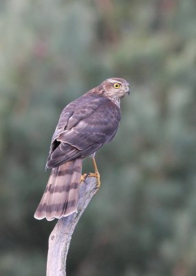 Sperwer - Sparrow hawk - Accipiter nisus