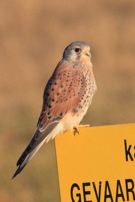Torenvalk - Kestrel - Falco tinnuneulus