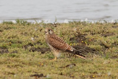 Torenvalk - Kestrel - Falco tinnuneulus