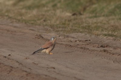 Torenvalk - Kestrel - Falco tinnuneulus