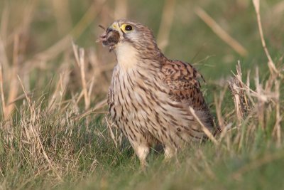 Torenvalk - Kestrel - Falco tinnuneulus