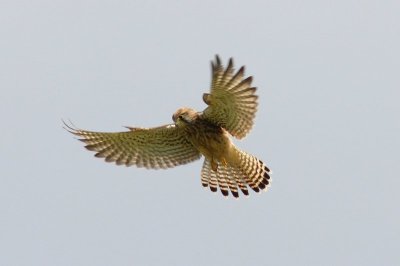 Torenvalk - Kestrel - Falco tinnuneulus