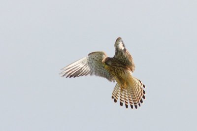 Torenvalk - Kestrel - Falco tinnuneulus
