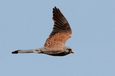 Torenvalk - Kestrel - Falco tinnuneulus
