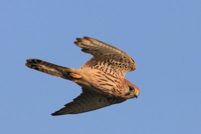 Torenvalk - Kestrel - Falco tinnuneulus