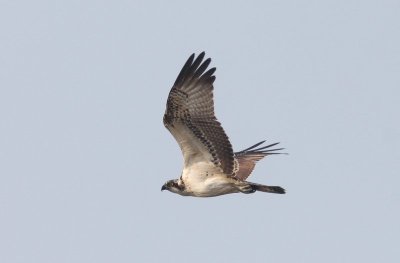 Visarend - Osprey - Pandion haliatus