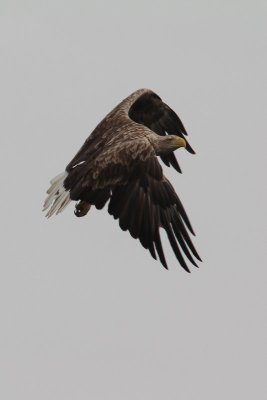 zeearend - White-tailed eagle - Haliaetus albicilla 