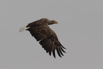 zeearend - White-tailed eagle - Haliaetus albicilla 