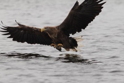 zeearend - White-tailed eagle - Haliaetus albicilla 