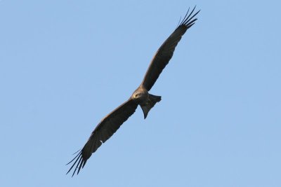 Zwarte wouw - Black kite - Milvus migrans