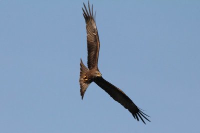 Zwarte wouw - Black kite - Milvus migrans