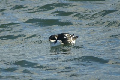 Kleine alk - Little auk - Alle alle