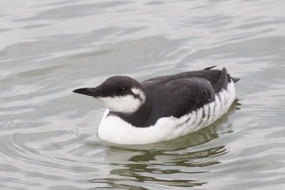 Zeekoet - Guillemot  -  Uria aalge