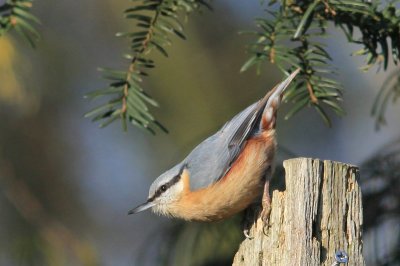 Boomklever - Nuthatch / Boomkruipers - Tree creeper