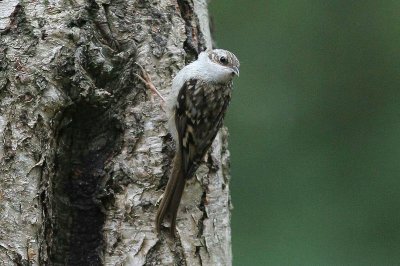 Kortsnavelboomkruiper - Central European Treecreeper -   Certhia familaris  