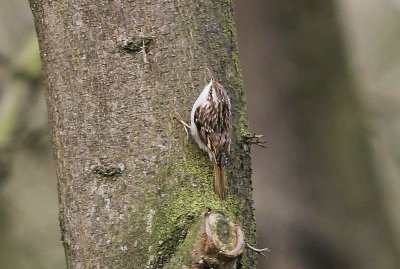 Taigaboomkruiper - Eurasian  treecreeper -  Certhia familiaris