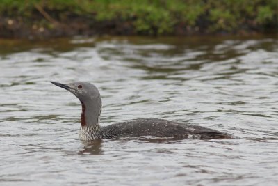 Roodkeelduiker - Read-throated diver - Gavia stellata