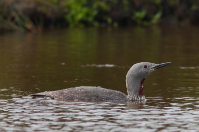 Roodkeelduiker - Read-throated diver - Gavia stellata