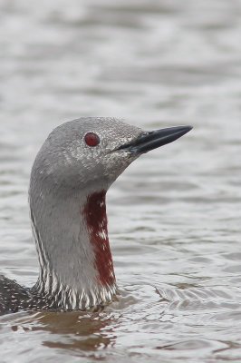 Roodkeelduiker - Read-throated diver - Gavia stellata