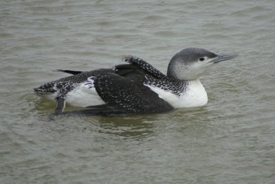 Roodkeelduiker - Read-throated diver - Gavia stellata