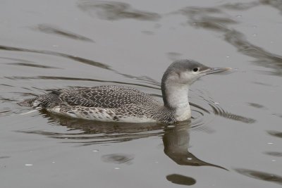 Roodkeelduiker - Read-throated diver - Gavia stellata