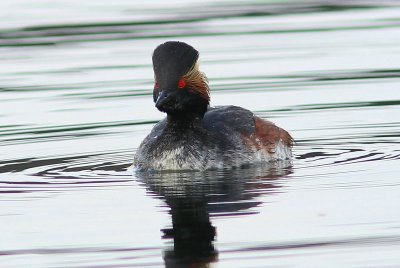 Geoorde fuut - Black-necked grebe - Podiceps nigricollis    