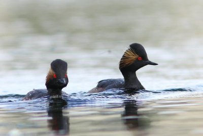 Geoorde fuut - Black-necked grebe - Podiceps nigricollis  