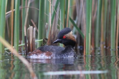 Geoorde fuut - Black-necked grebe - Podiceps nigricollis  e   