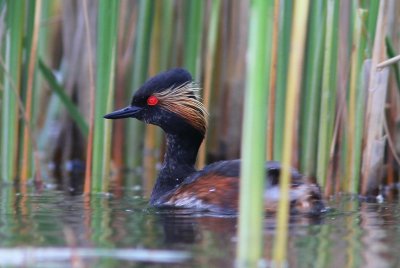 Geoorde fuut - Black-necked grebe - Podiceps nigricollis  