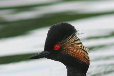 Geoorde fuut - Black-necked grebe - Podiceps nigricollis  