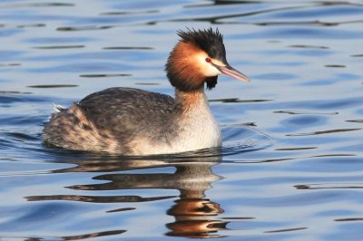 Fuut - Great crested grebe   