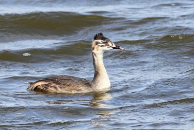 Fuut - Great crested grebe   