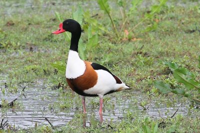 Bergeend - Sheld duck - Tadorna tadorna 