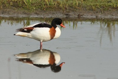 Bergeend - Sheld duck - Tadorna tadorna 